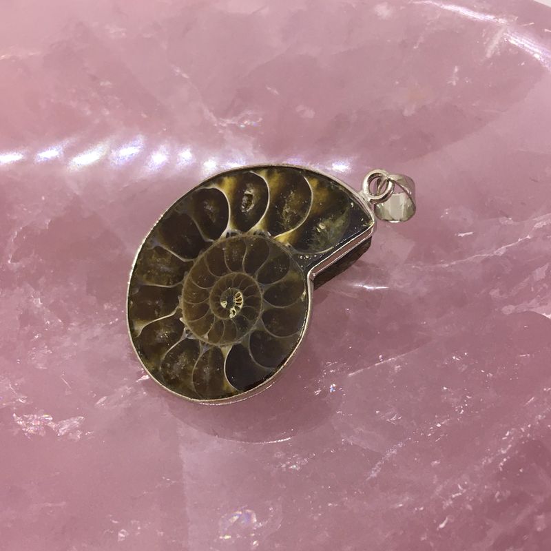ammonite fossil pend