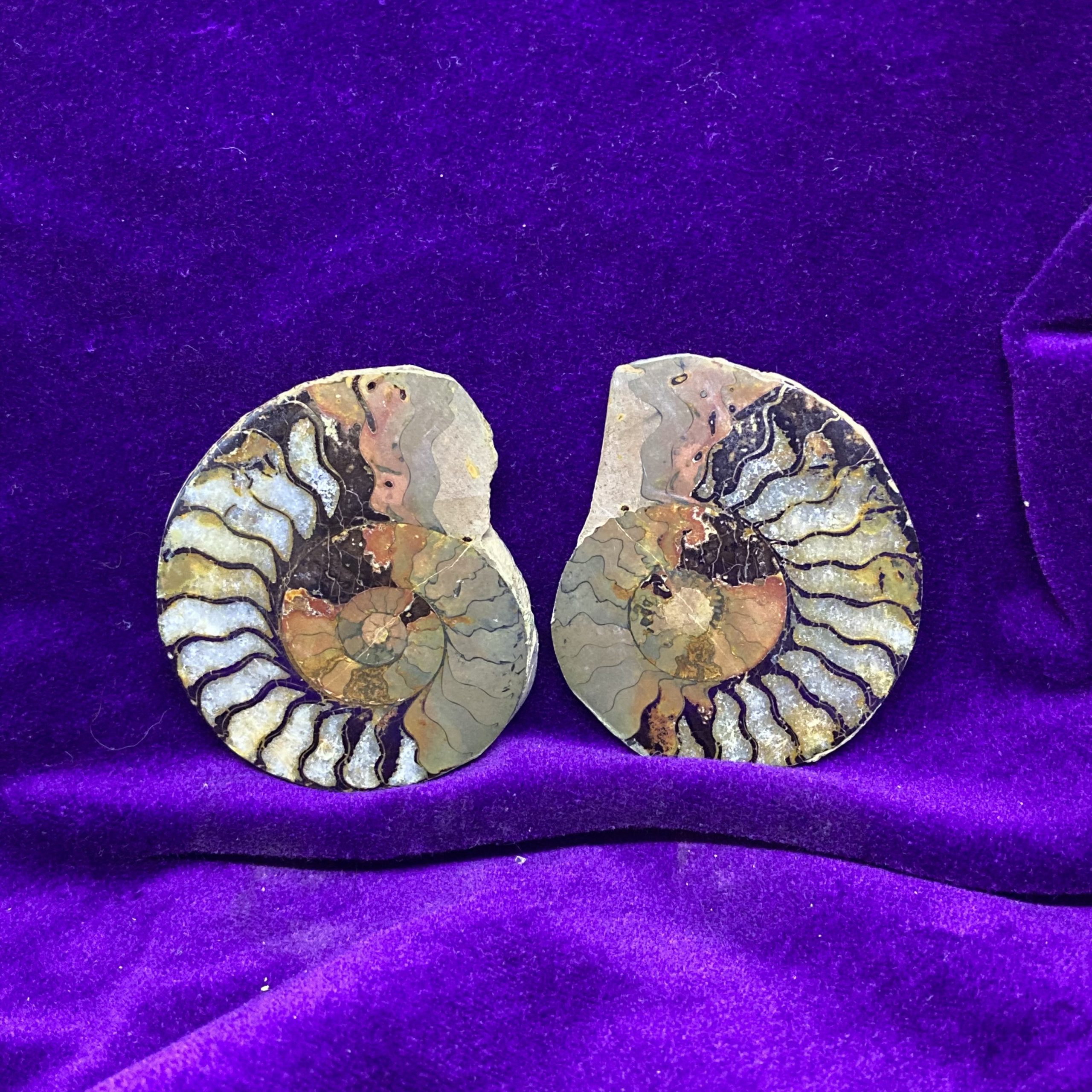 ammonite pair